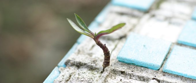 green leafed plant on sand